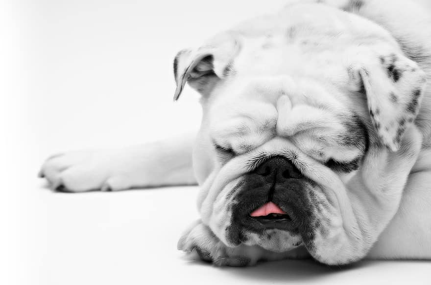 dog bulldog sleeping resting animal funny tired tongue white